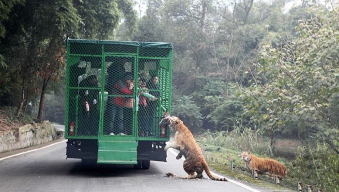 Unique Chinese Zoo Puts Nature Right In Front Of You (10 pics)