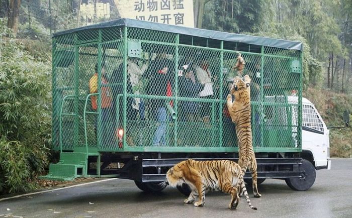 Unique Chinese Zoo Puts Nature Right In Front Of You (10 pics)