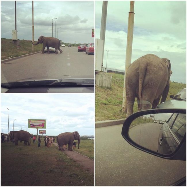 Russian Residents Greeted By A Pack Of Elephants (7 pics)