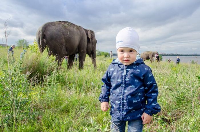 Russian Residents Greeted By A Pack Of Elephants (7 pics)