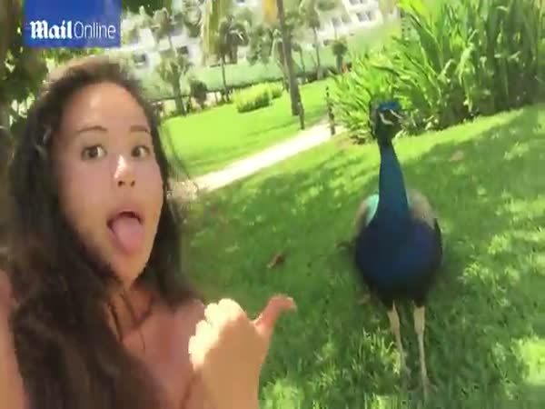 Terrifying Moment Crazed Peacock Starts Attacking Girl Taking Selfies