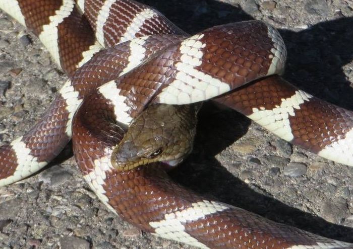 King Snake Takes On An Alligator Lizard (2 pics)