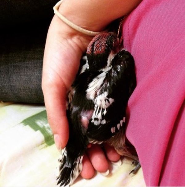 Woodpecker Gets Nursed Back To Health (12 pics)
