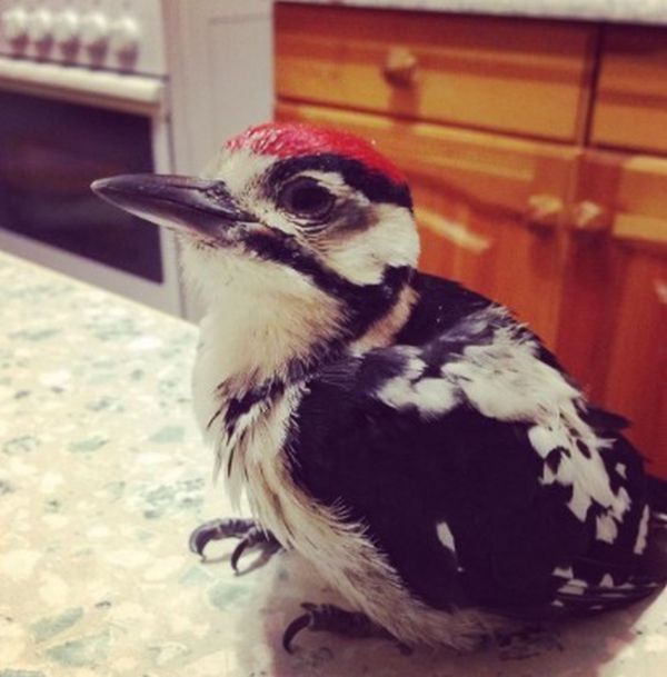 Woodpecker Gets Nursed Back To Health (12 pics)