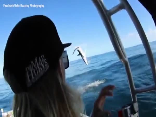 Fisherman Capture The Moment A Shark Backflips Out Of The Water