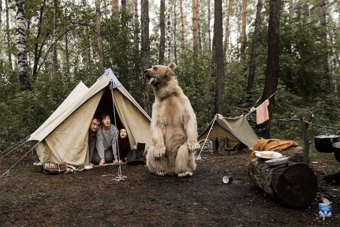 Pet Bear Stars In Family Photo Shoot (8 pics)