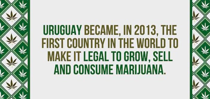 Mind Blowing Facts You Need To Know About Marijuana (24 pics)