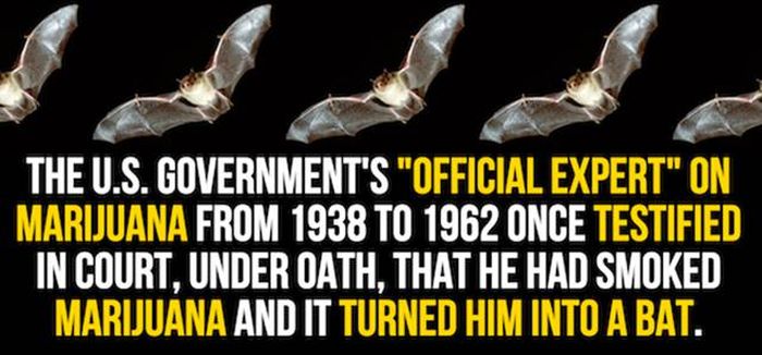 Mind Blowing Facts You Need To Know About Marijuana (24 pics)