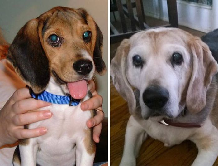 First And Last Pics Of Pets That Will Bring Tears To Your Eyes (35 pics)