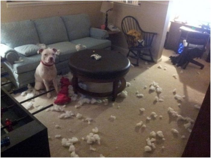 Adorable Animals Trying To Act Innocent When They're Clearly Guilty (19 pics)