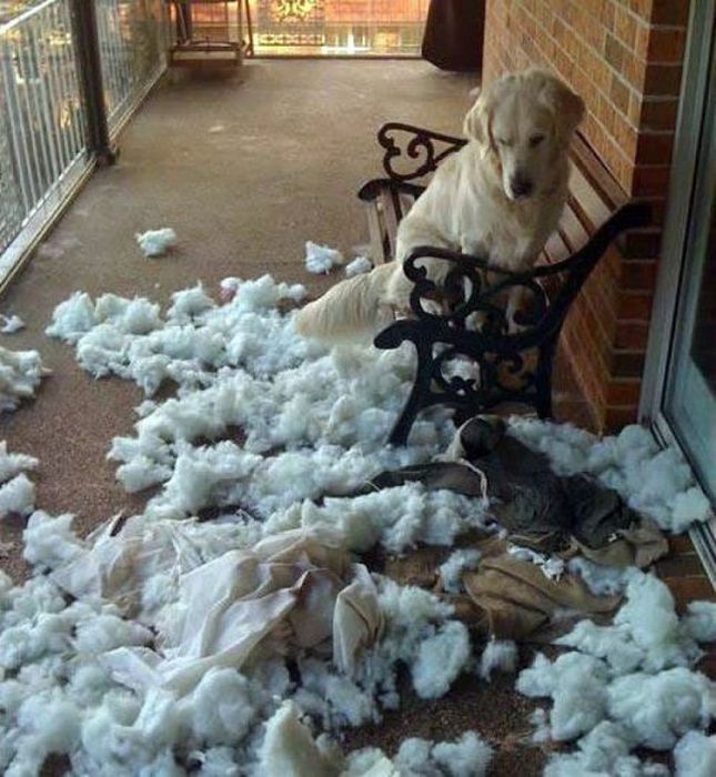 Adorable Animals Trying To Act Innocent When They're Clearly Guilty (19 pics)