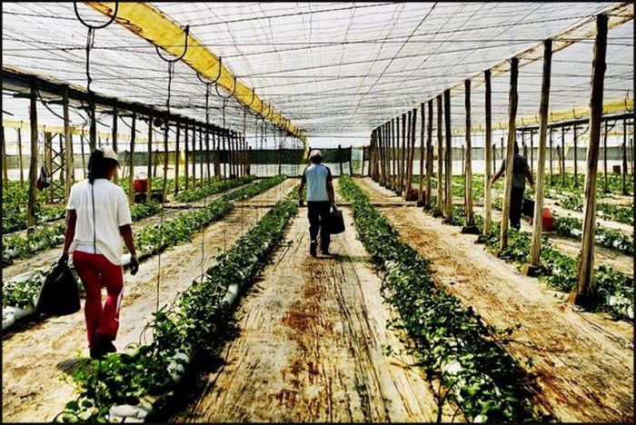The Greenhouses Of Almeria Are Quite Impressive (26 pics)