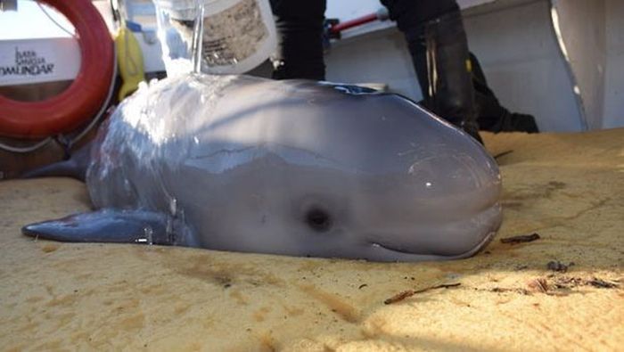 Newborn Baby Whale Saved By Kids In Canada (4 pics)
