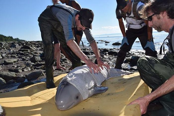 Newborn Baby Whale Saved By Kids In Canada (4 pics)