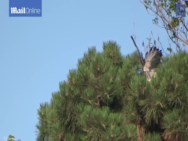 Squirrel Escapes Clutches Of A Hawk By Jumping Over Birds Head