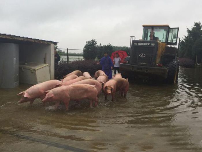 Over 3,000 Pigs Rescued From A Flood In China (6 pics)