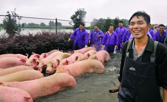 Over 3,000 Pigs Rescued From A Flood In China (6 pics)