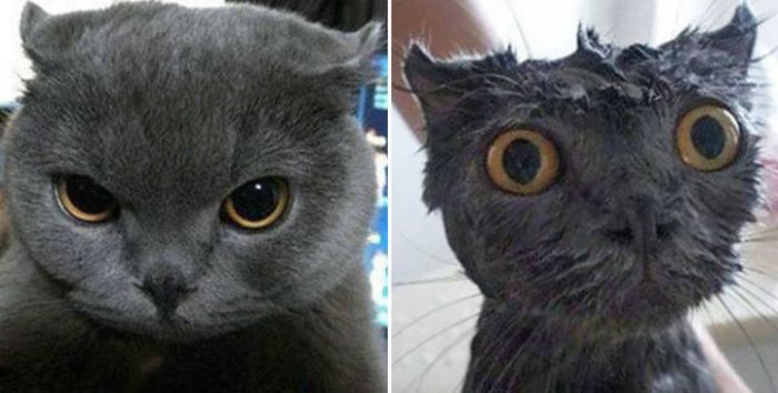 Ridiculous Before And After Pictures Of Animals Taking A Bath (14 pics)