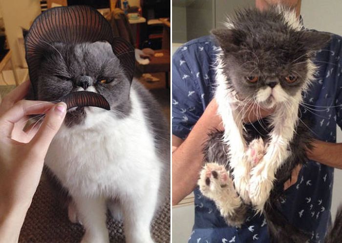 Ridiculous Before And After Pictures Of Animals Taking A Bath (14 pics)
