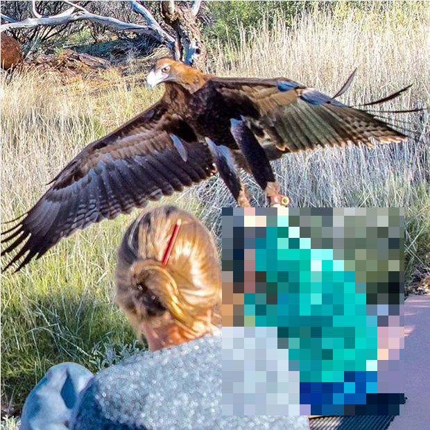Eagle Attacks Young Boy In Australia (2 pics)