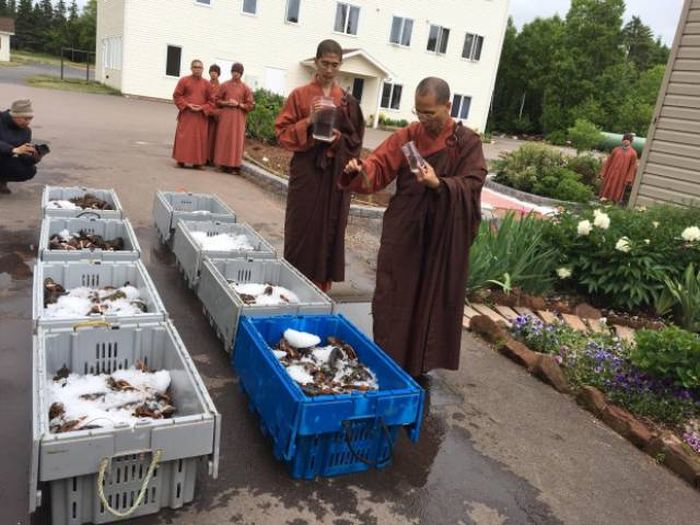 Buddhist Monks Purchase Lobsters Only To Set Them Free (11 pics)
