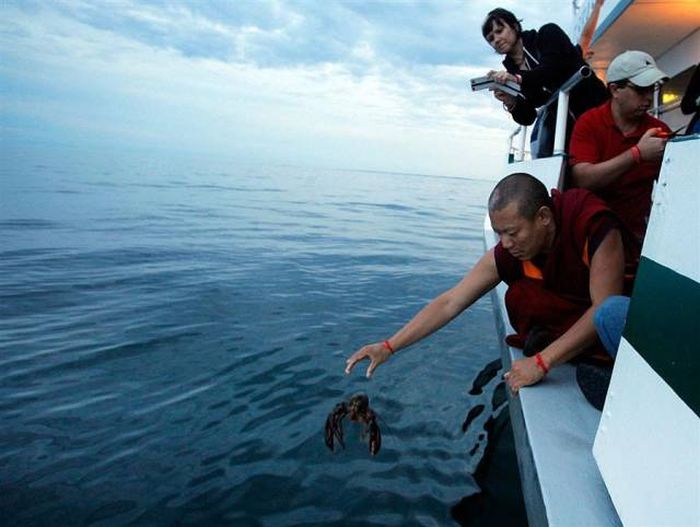 Buddhist Monks Purchase Lobsters Only To Set Them Free (11 pics)