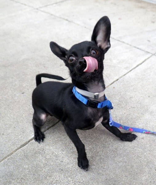 Dog Gets Adopted After Showing Off His Silly Side In Photos (5 pics)