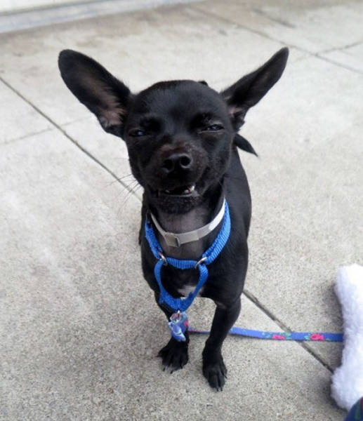 Dog Gets Adopted After Showing Off His Silly Side In Photos (5 pics)