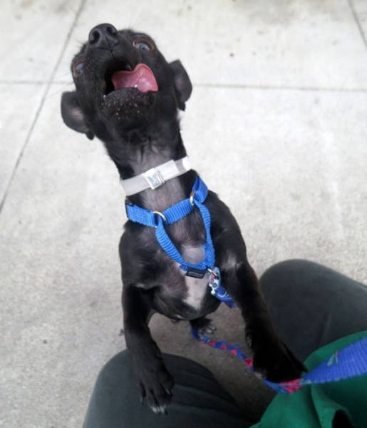 Dog Gets Adopted After Showing Off His Silly Side In Photos (5 pics)