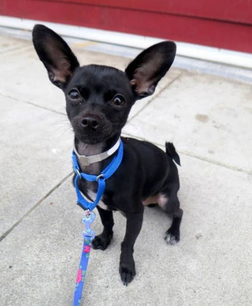 Dog Gets Adopted After Showing Off His Silly Side In Photos (5 pics)