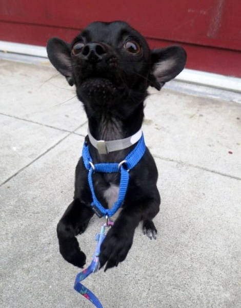 Dog Gets Adopted After Showing Off His Silly Side In Photos (5 pics)