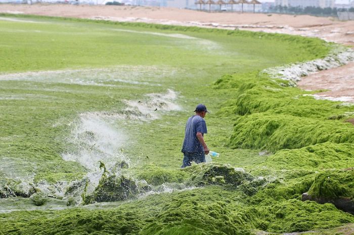 Beachgoers In China Are Bathing In Algae (19 pics)
