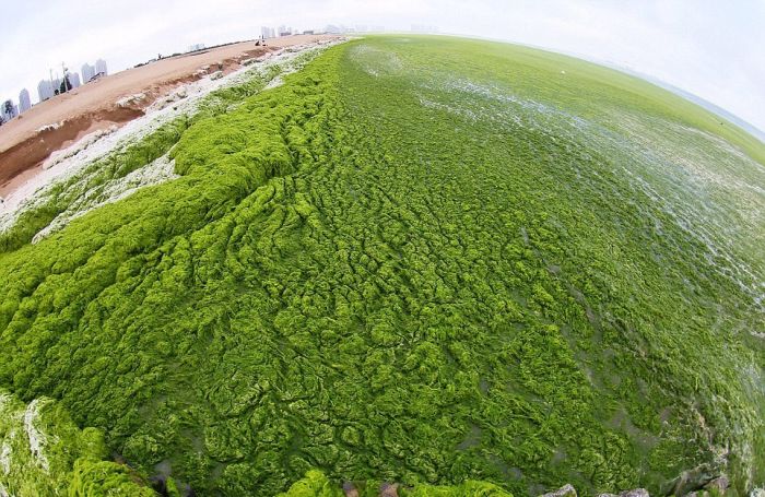 Beachgoers In China Are Bathing In Algae (19 pics)