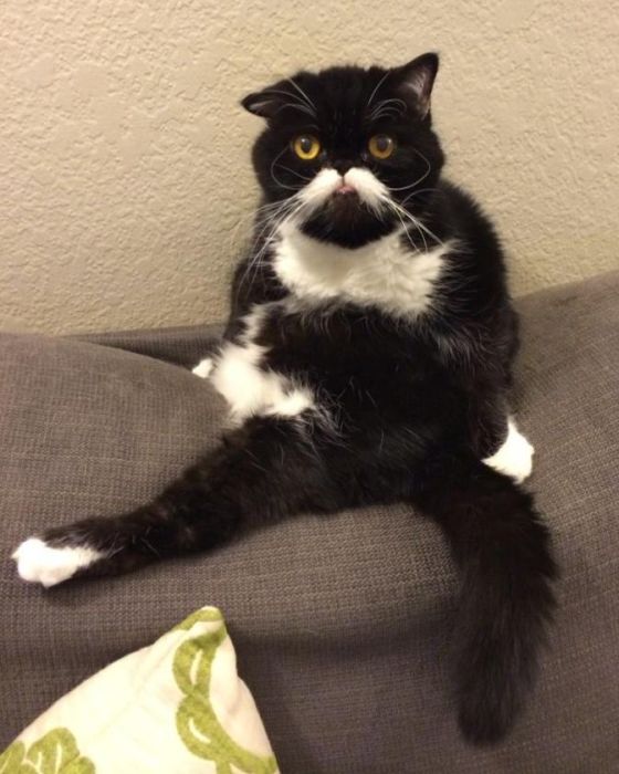 Kyle Is A Cat With A Cute Mustache And A Troubled Past (10 pics)