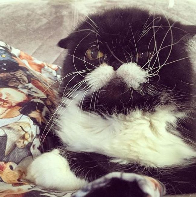 Kyle Is A Cat With A Cute Mustache And A Troubled Past (10 pics)