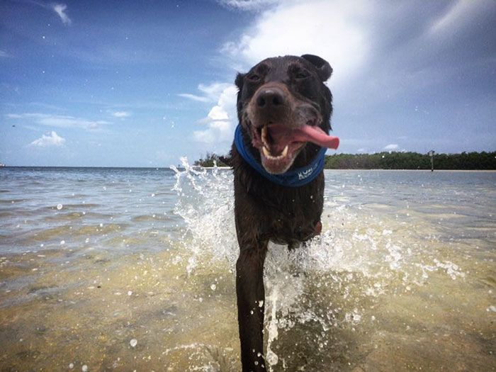 Man Takes His Dog On One Last Road Trip (12 pics)