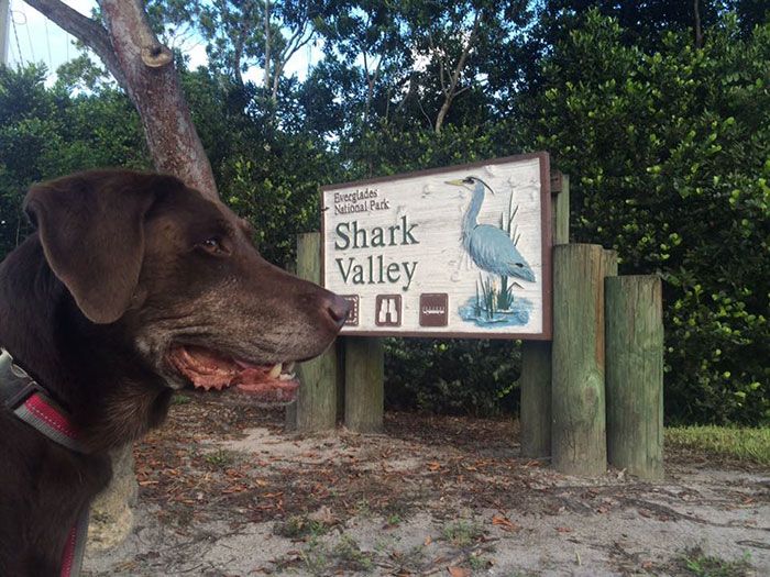 Man Takes His Dog On One Last Road Trip (12 pics)