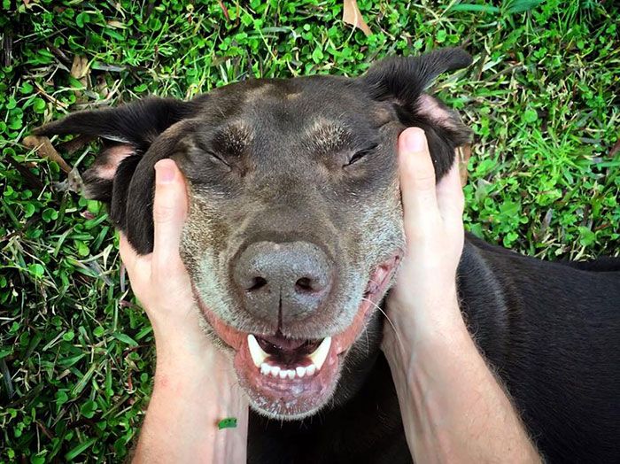 Man Takes His Dog On One Last Road Trip (12 pics)