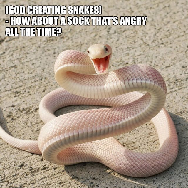 Animals Are Proof That God Has A Unique Sense Of Humor (10 pics)