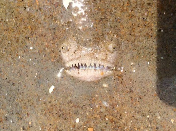 Terrifying Fish Appears In The Sand And Frightens Beachgoers (3 pics)