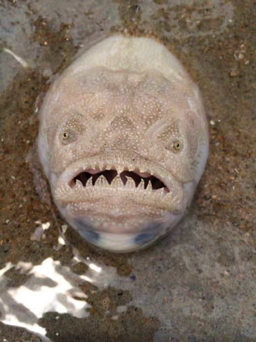 Terrifying Fish Appears In The Sand And Frightens Beachgoers (3 pics)