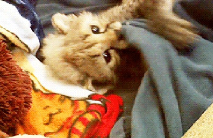 Adorable Little Predators Trying To Be Ferocious (17 gifs)