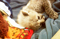 Adorable Little Predators Trying To Be Ferocious (17 gifs)