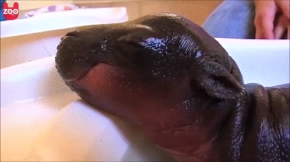 Adorable Little Predators Trying To Be Ferocious (17 gifs)