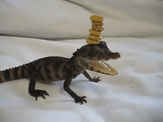 Adorable Little Predators Trying To Be Ferocious (17 gifs)