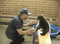 Adorable Little Predators Trying To Be Ferocious (17 gifs)