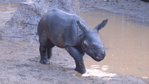Adorable Little Predators Trying To Be Ferocious (17 gifs)