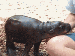 Adorable Little Predators Trying To Be Ferocious (17 gifs)