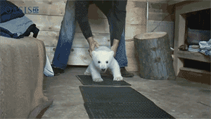 Adorable Little Predators Trying To Be Ferocious (17 gifs)
