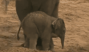 Adorable Little Predators Trying To Be Ferocious (17 gifs)